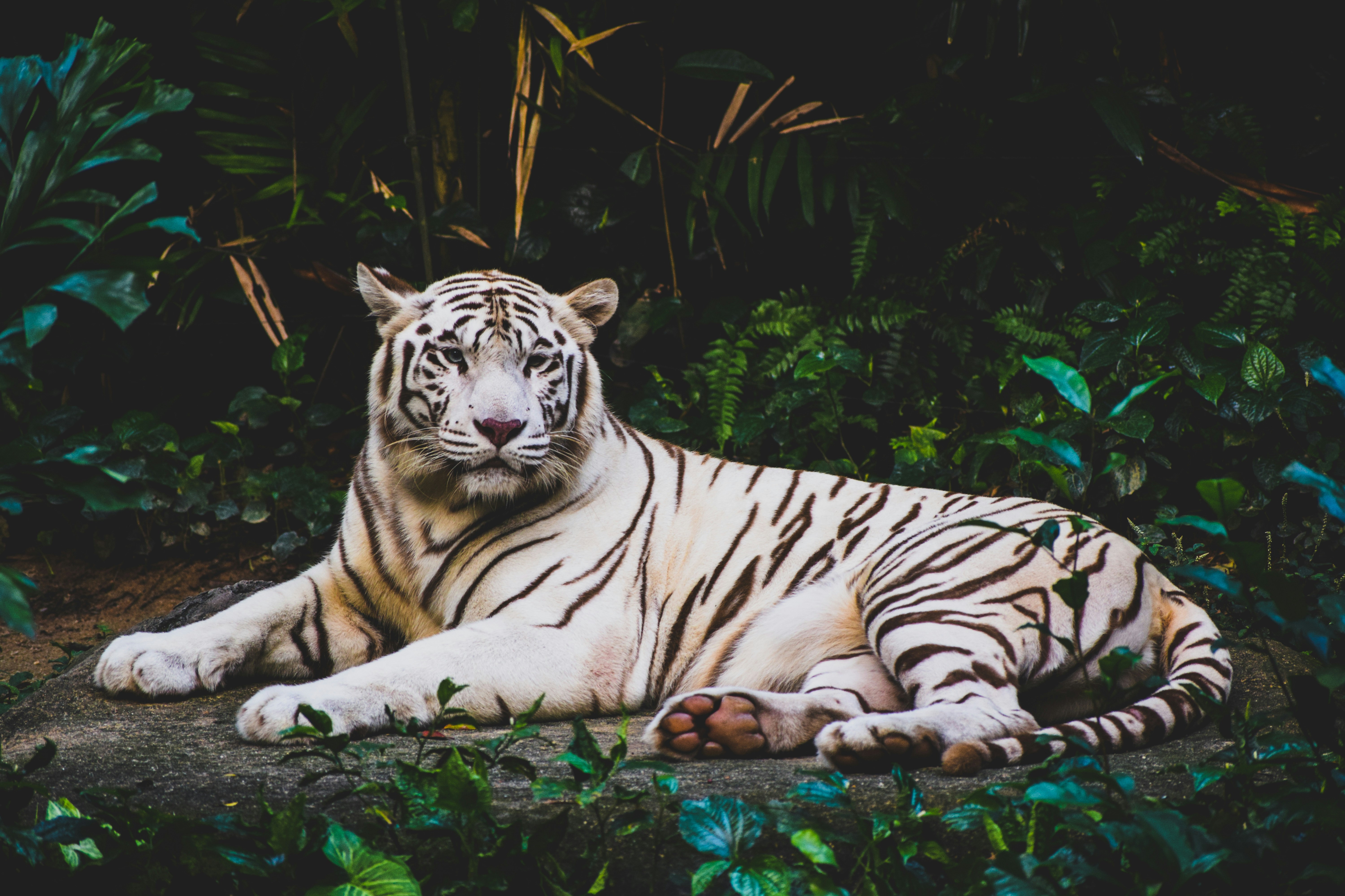 smit-patel-dGMcpbzcq1I-unsplash.jpg
